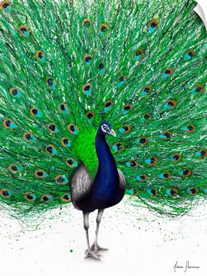 Peaceful Peacock