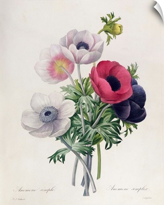 15:Anemone: Simple, from Les Choix des Plus Belles Fleurs