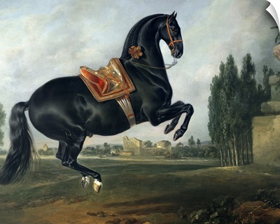 A black horse performing the Courbette