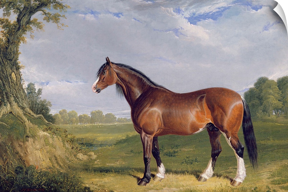 A Clydesdale Stallion, 1820 (oil on canvas)  by Herring Snr, John Frederick (1795-1865)