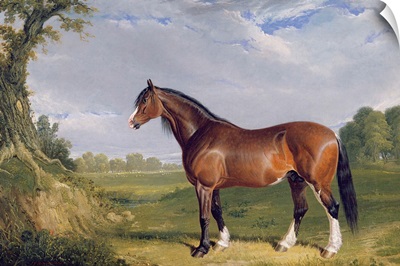 A Clydesdale Stallion, 1820