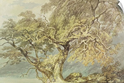 A Great Tree, c.1796