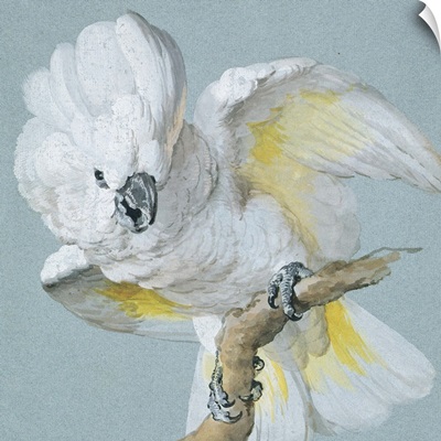 A Great White Crested Cockatoo