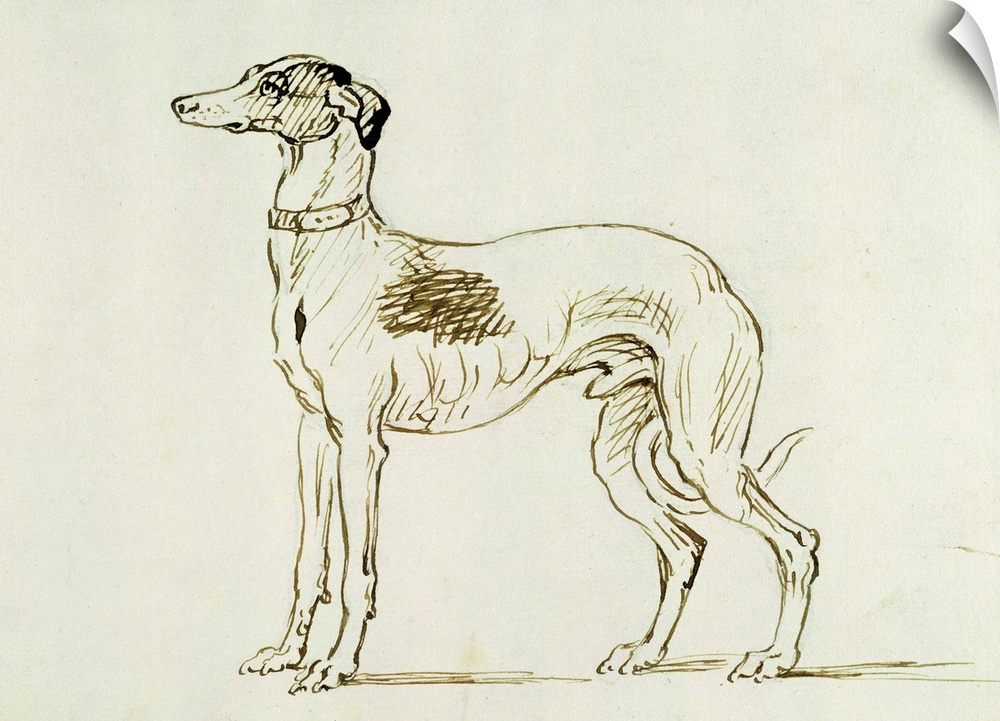 A Greyhound, Facing Left