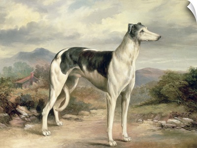 A Greyhound in a Hilly Landscape by James Beard