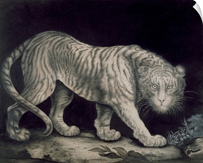 A Prowling Tiger by Elizabeth Pringle
