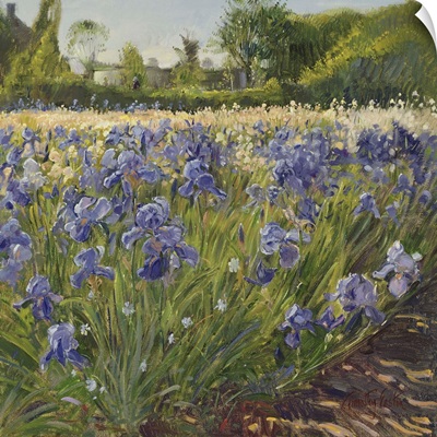 Above The Blue Irises