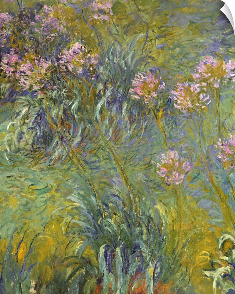 Agapanthus, 1914-26, oil on canvas.  By Claude Monet (1840-1926).