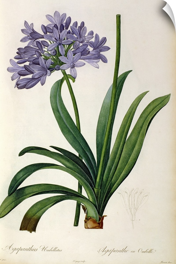 BAL46165 Agapanthus umbrellatus, from `Les Liliacees' by Pierre Redoute, 8 volumes, published 1805-16, (coloured engraving...