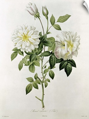Aime Vibere (Tea) engraved by Eustache Hyacinthe Langlois