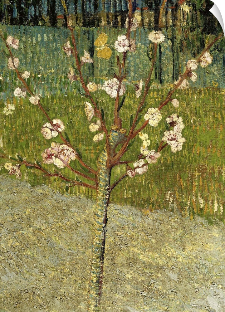Almond Tree in Blossom, 1888, oil on canvas.  By Vincent van Gogh (1853-90).