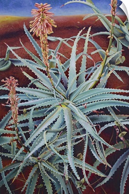 Aloe, 1991