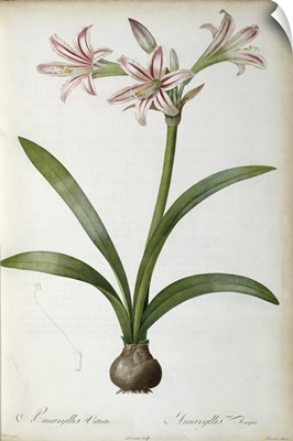 Amaryllis Vittata, from Les Liliacees by Pierre Redoute