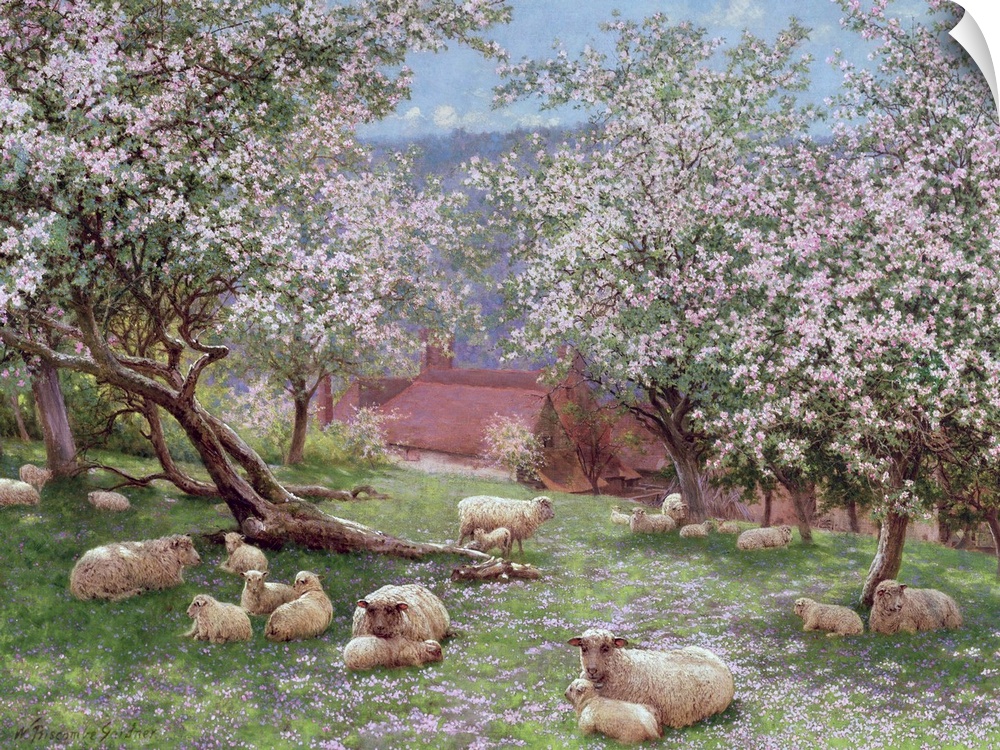 BAL15052 Appleblossom (w/c on paper)  by Gardner, William Biscombe (1847-1919); watercolour on paper; Mark Hancock Gallery...