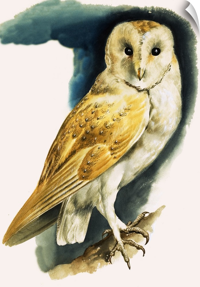 Peeps at Nature: Owls. Barn Owl. Original artwork from "Treasure," issue 4, 9 February 1963.