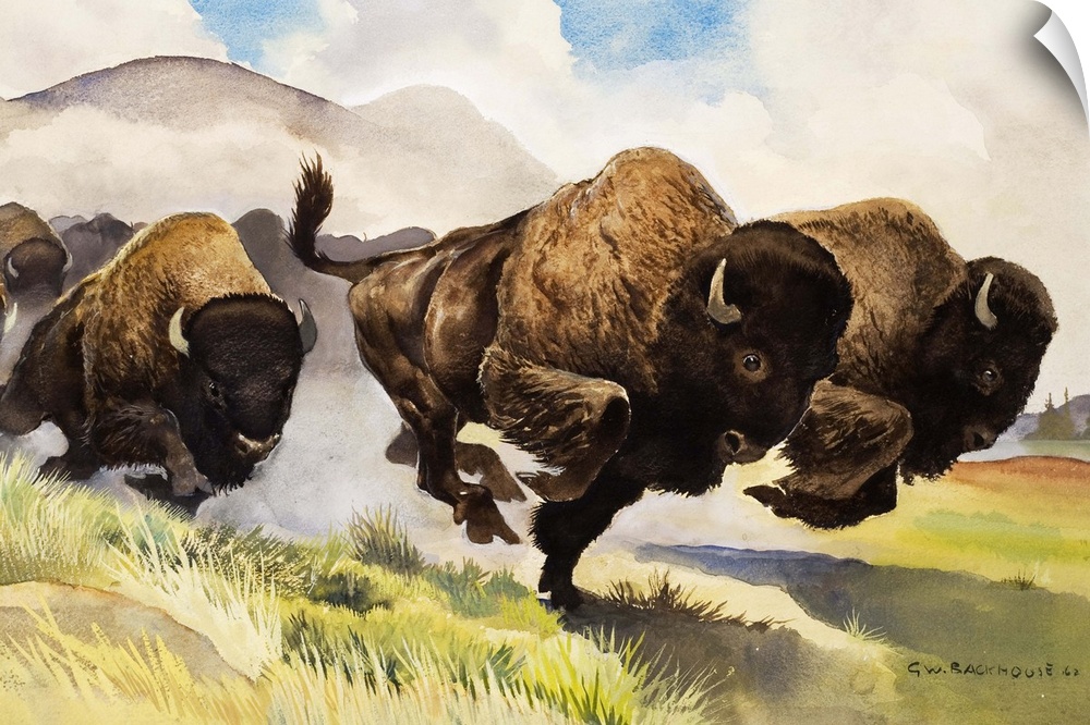 These buffalo are bison. Original artwork for "Look and Learn," issue 42, 3 November 1962.