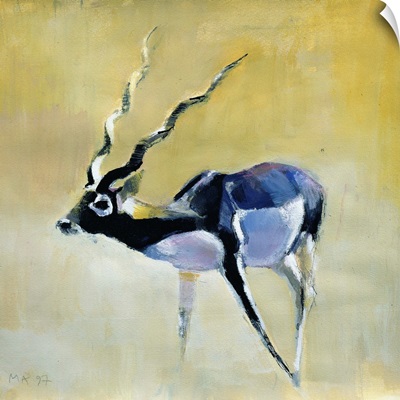 Black Buck, Velavadar, 1997