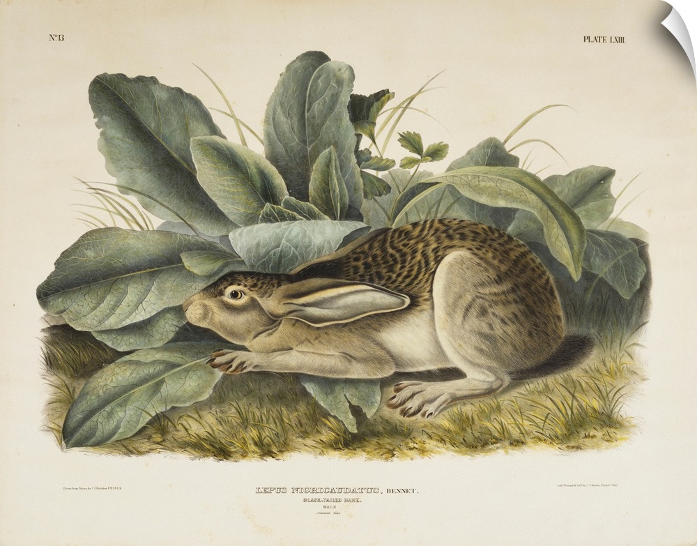 1845; Originally a hand-colored aquatint on woven paper