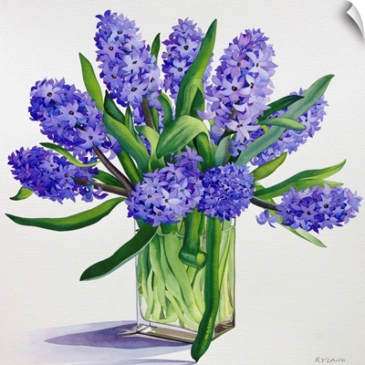Blue Hyacinths