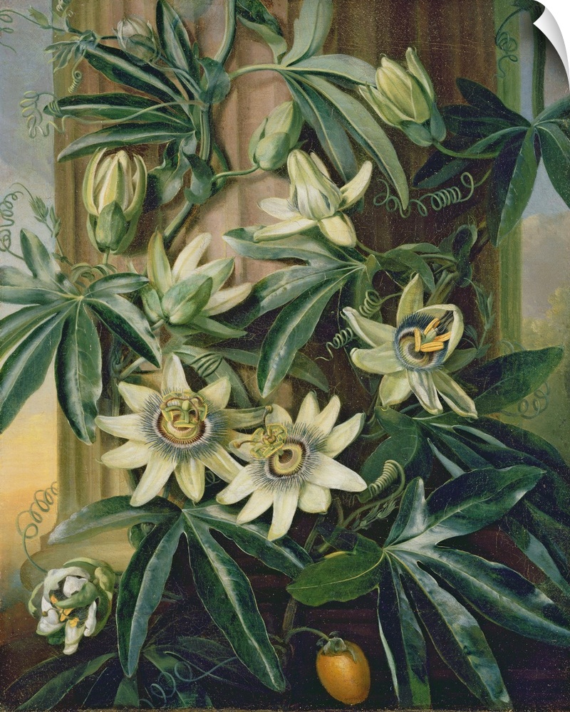 Blue Passion Flower for the Temple of Flora by Robert Thornton, 1800