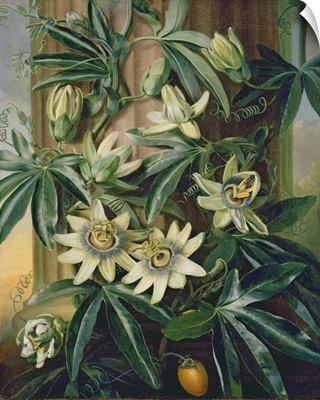 Blue Passion Flower for the Temple of Flora by Robert Thornton, 1800