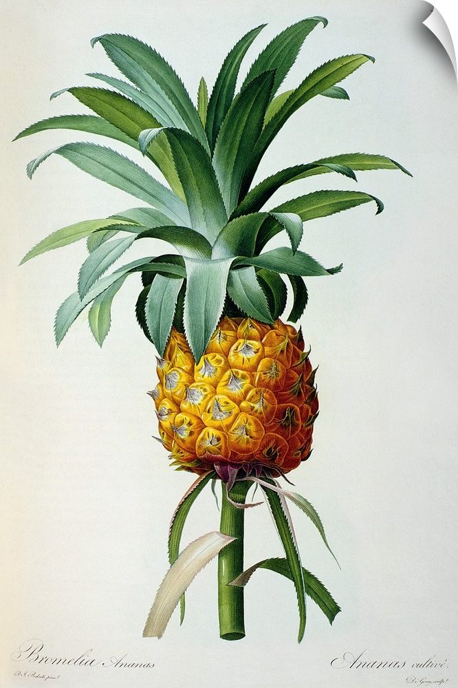 BAL46157 Bromelia Ananas, from 'Les Bromeliacees'  by Redoute, Pierre Joseph (1759-1840); Linnean Society, London, UK; Fre...