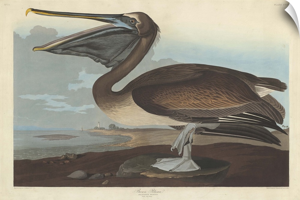 Brown Pelican, 1838, coloured engraving.  By John James Audubon (1785-1851).