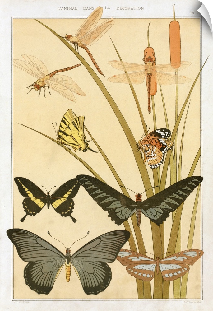 Originally a colour lithograph. Butterflies, From 'L'Animal Dans La Decoration' By Maurice Pillard Verneuil, Pub 1897.
