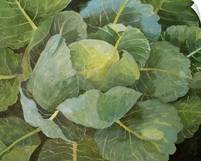 Cabbage, 2014