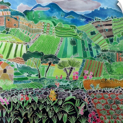 Cabbages and Lilies, Solola Region, Guatemala, 1993