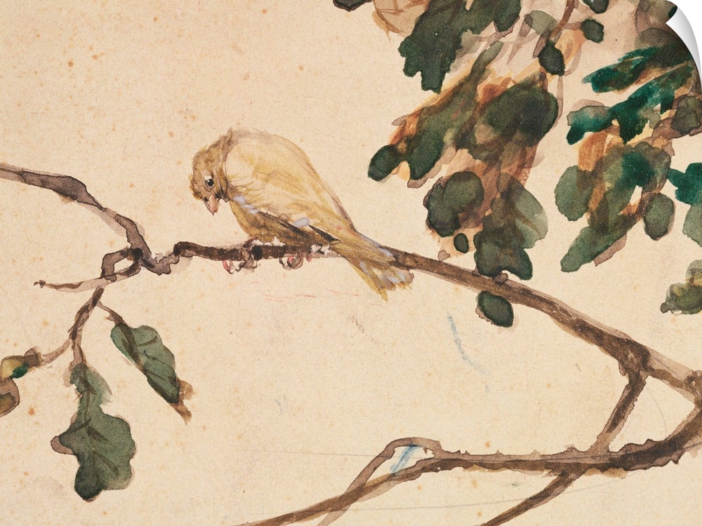 XKH144770 Canary on an Oak Tree Branch (w/c on paper) by Menzel, Adolph Friedrich Erdmann von (1815-1905); 8.8x116 cm; Ham...