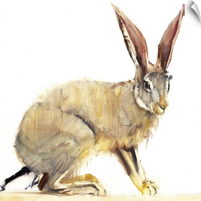 Cape Hare, 2010