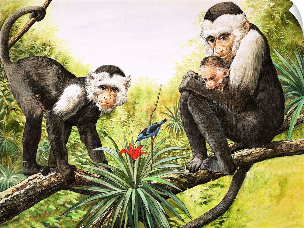 Nature Wonderland: Capuchin Monkeys. Original artwork for "Treasure," issue 358, 22 November 1969.