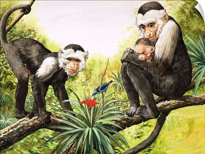 Capuchin Monkeys, illustration from 'Nature's Wonderland', 1969