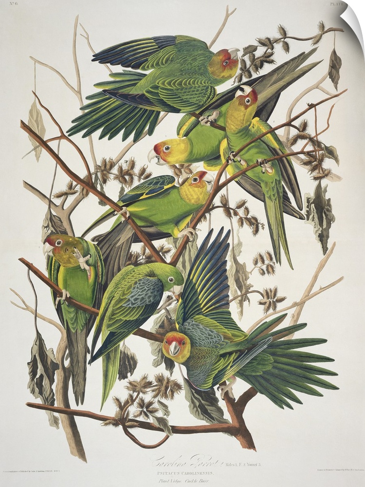 BAL5909 Carolina Parakeet, from 'Birds of America', 1829 (coloured engraving)  by Audubon, John James (1785-1851); Victoria