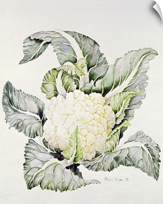 Cauliflower Study, 1993
