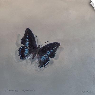 Charaxes Imperialis 1 (A), 2014