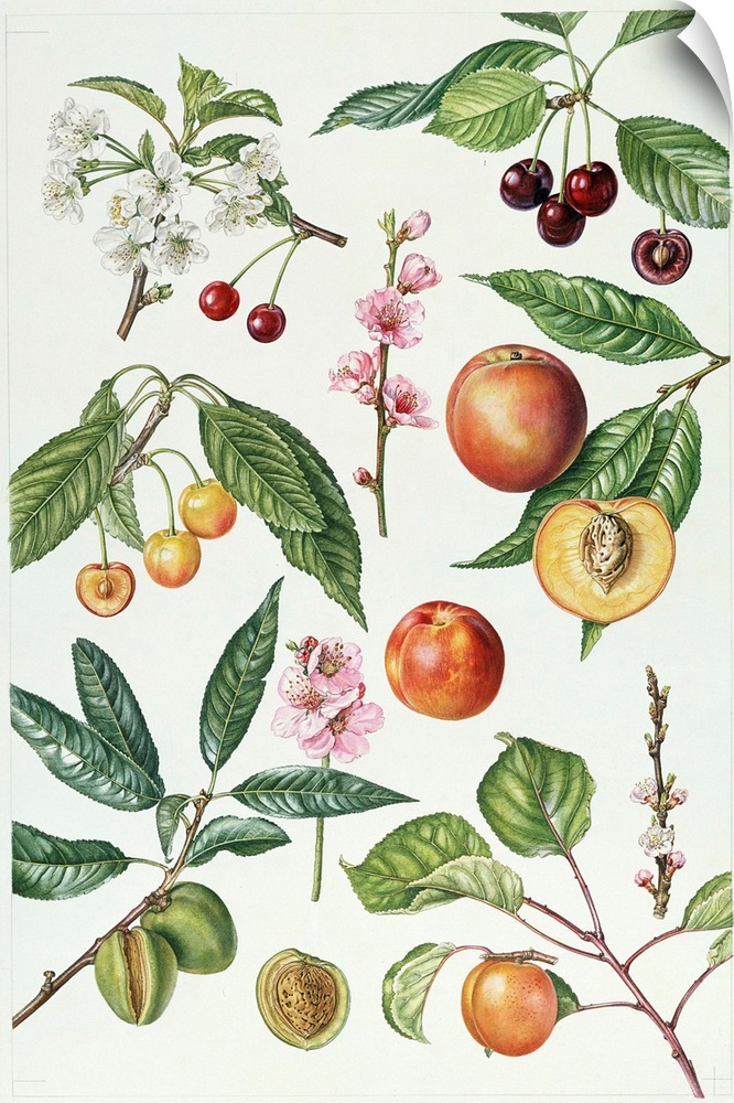 ERI64943 Cherries and other fruit-bearing trees (w/c)  by Rice, Elizabeth (Contemporary Artist); watercolour; Private Coll...