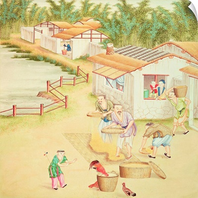 Chinese Peasants Sifting Rice