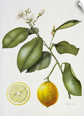 Citrus Bergamot, 1995