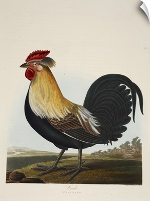 Cock, Phasianus, From 'A Selection Of British Birds', Pub 1835