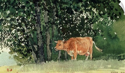 Cow in Pasture, 1878