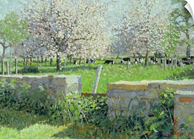 Cows in the Orchard, 1988