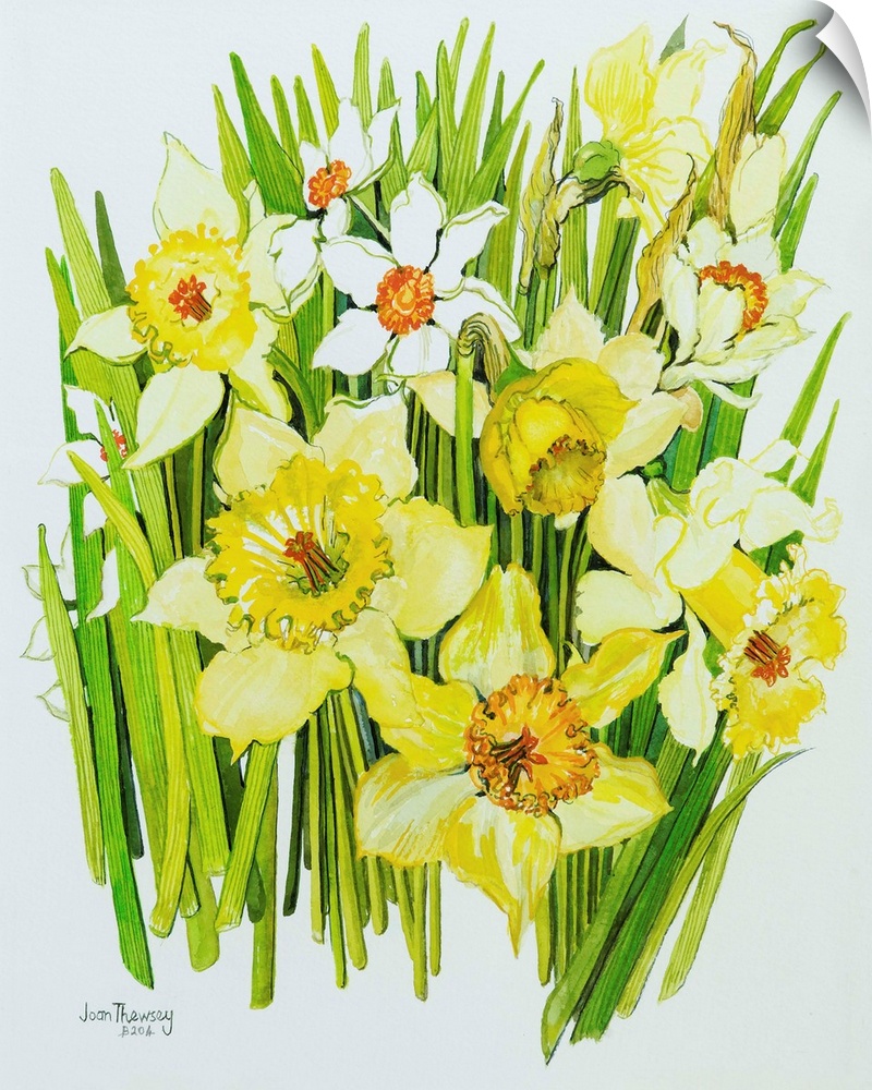Daffodils and narcissus