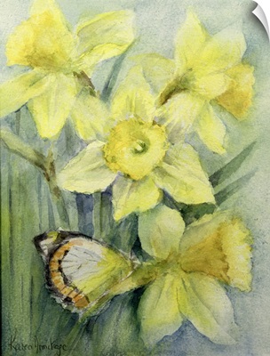 Delias Mysis (Union Jack) Butterfly on Daffodils