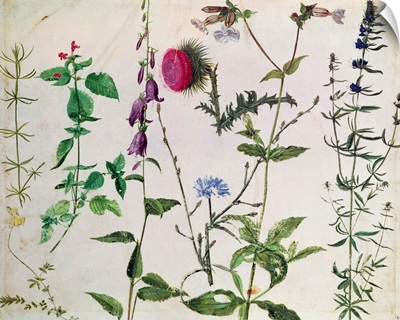Eight Studies of Wild Flowers