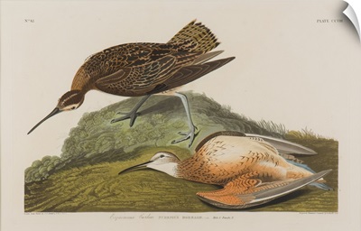 Esquimax Curlew, 1834
