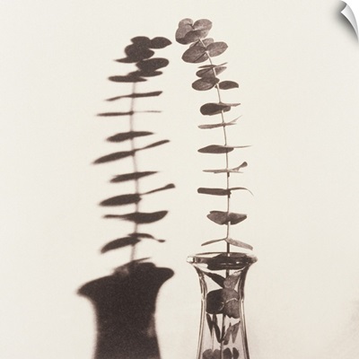 Eucalyptus Twig in Vase with Shadow