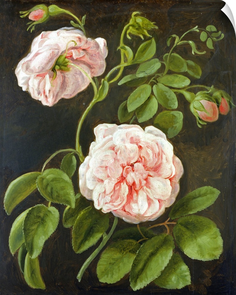 XKH179055 Flower Study (oil on canvas)  by Tischbein, Johann Friedrich August (1750-1812); oil on panel; 33.4x27.4 cm; Ham...