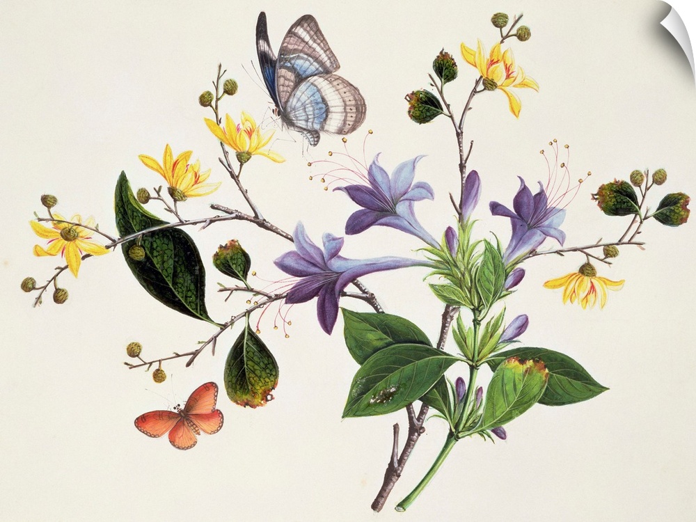 Flower Study and Insects (w/c on paper) by Chinese School, (19th century) Fitzwilliam Museum, University of Cambridge, UK